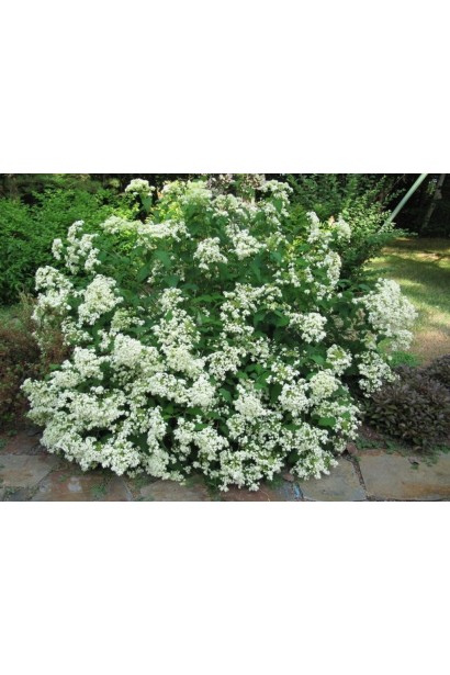 Гортензія ‘Хайєс Старберст’ у саду під час цвітіння.